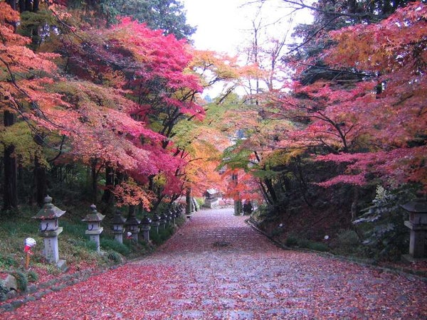 【三宮・明石・姫路ルート発】 秋彩ミステリーツアー 日帰り1